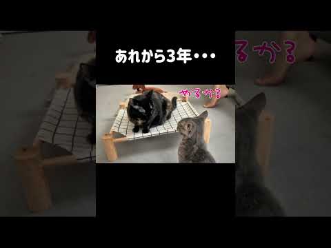 台風の日に保護した子猫の猫生大逆転劇#保護猫 #成長記録 #3歳になりました