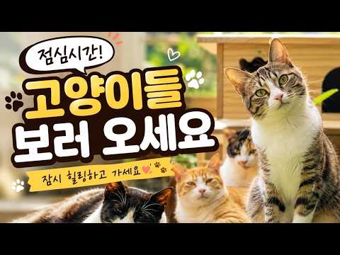 낭만고양이 30여마리가 살아가는 <strong>마을</strong>