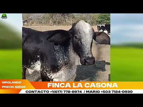 Girolando Holstein Brownswiss en San Vicente | El Salvador en el Campo