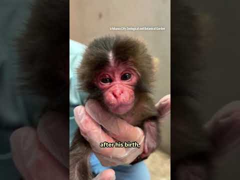 Punch the monkey receives 2,500 cards for his first birthday