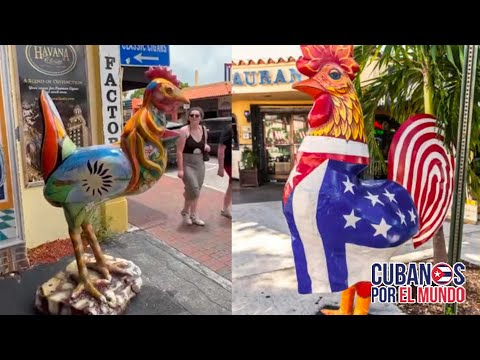 Gallina decrépita se une a los famosos gallos de la Calle Ocho de Miami