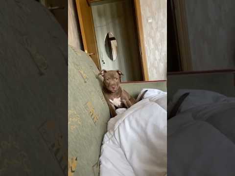 Питбуль Джина 3 месяца  #питбульджина #pitbull #суперсобака