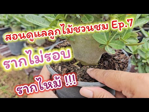 สอนดูแลลูกไม้ชวนชมEp.7แก้ไขป