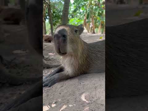 Nuestro amigo Kapibara!