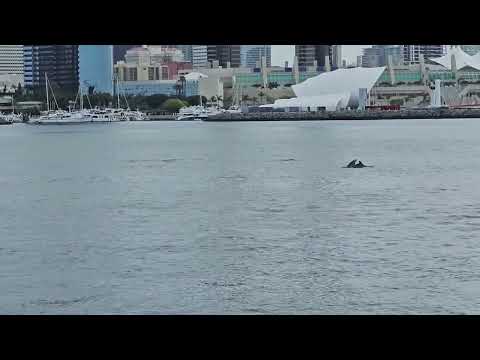 Bottlenose Dolphins in San Diego Bay! At certain times of the year, small pods of Bottlenose Dolphins will enter San Diego Bay to prey on 