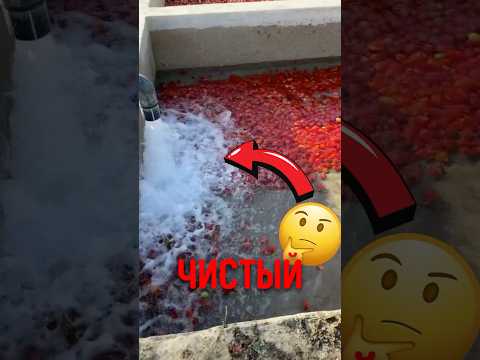 🍅  Натуральный метод хранения без химии! #природа #еда #помидоры