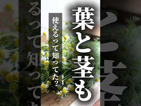 【アトピー入浴剤】余すことなくカモミールを使う方法#shorts