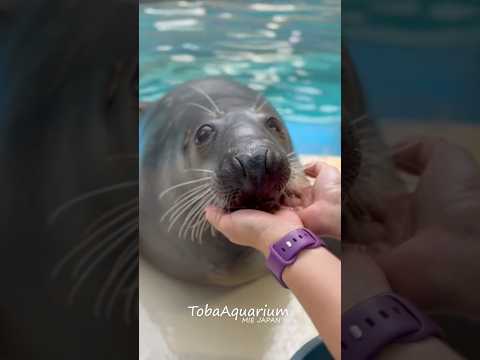 《鳥羽水族館》マロンの魅力ぜんぶ見つけて💖 #鳥羽水族館 #ハイイロアザラシ