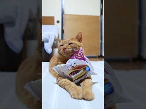 ふんわりどら焼きとあずきの癒し猫動画｜笑顔と癒しをお届け サムネイル
