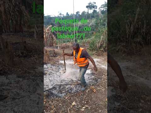 faut-il labourer un champ de pastèque 🍉 ?