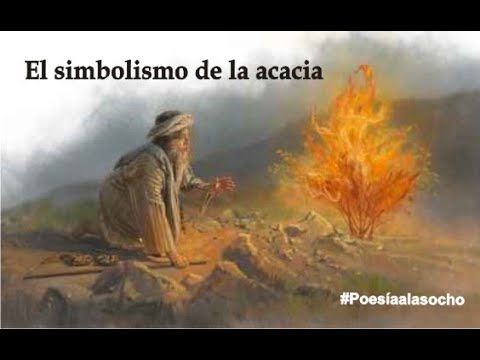 El simbolismo de la acacia