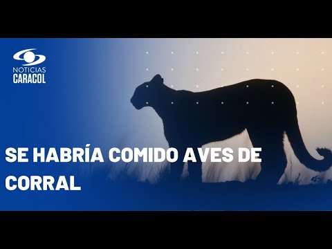 Muerte de un puma en Valle del Cauca genera rechazo