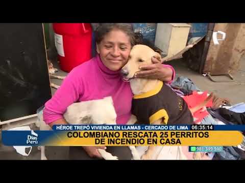 ¡Ellos buscan un hogar!: Adopta a uno de los perritos rescatados en incendio en La Victoria