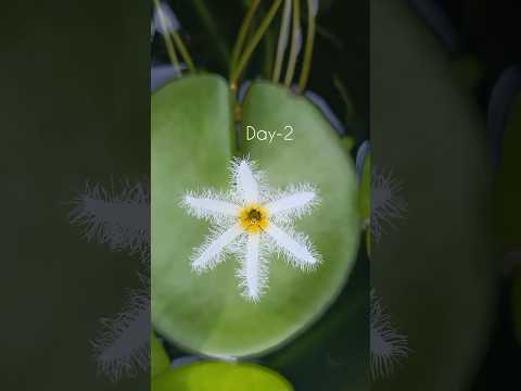 water lily time lapse 🔥 bud to plant(day 1to70)..#waterlily #flowers #trending #shorts