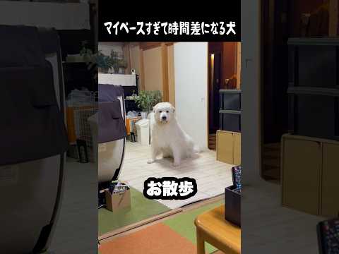 マイペースすぎて時間差になる愛犬　#グレートピレニーズ #大型犬 #愛犬 #かわいい犬 #greatpyrenees