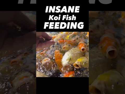 Koi Fish Feeding x1000 #koifish #koifishpond #koif This Koi fish feeding was pretty entertaining! I'm not usually into koi fish but these ones are pret