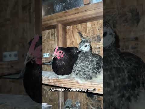 Watch Peawee the Peacock grow🥰 #peaweethepeacock #childrensliterature #chicken #peacock