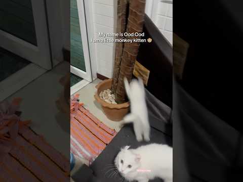 My name is Ood OodI am a little monkey kitten🐵 #kitten #cute #naughty #funny #meme #viral #fun #lol