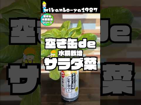 空き缶でサラダ菜を水耕栽培する！超簡単に出来る水耕栽培方法！