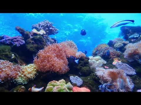 Undersea World #3