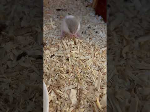 #animalshorts #cuteshorts #hamsterbaby #hamster