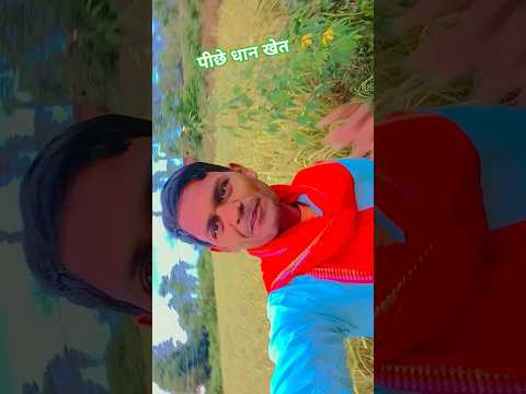 #धान का खेत 🌾 #love #milion #viral #comedy #shortvideos #terending #view