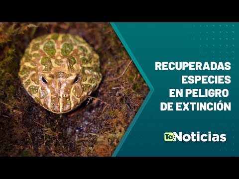 San Antonio de Prado: recuperadas especies en peligro de extinción - Teleantioquia Noticias