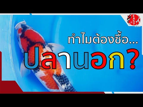 ทำไมต้องเลี้ยงปลานอก-KoiTa