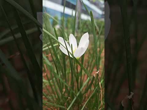 lovely Lilly #song #bollywood #flowers