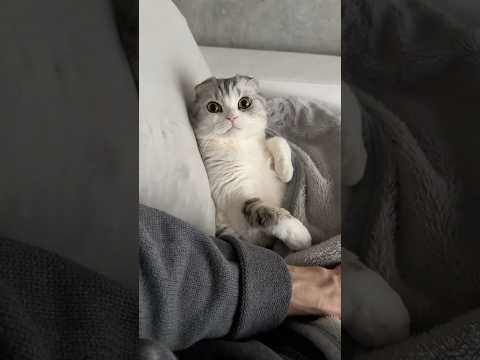 猫の動画サムネイル - 😾😽 #cat