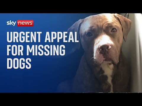 Urgent appeal for missing dogs suspected of fatal 'attack' after man found dead in garden