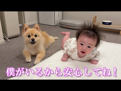 赤ちゃんのトレーニングを優しく見守るポメラニアンが可愛過ぎました…