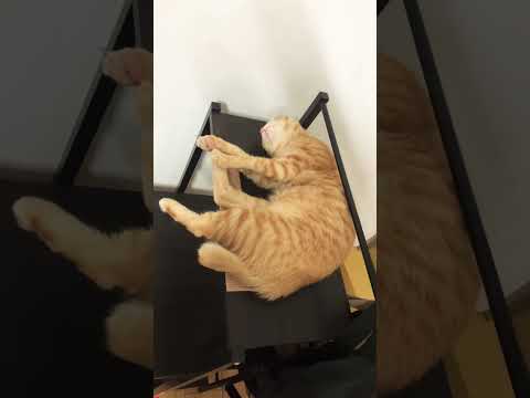 睡這麼爽是可以的嗎? 好羨慕 #cat #貓咪日常 #cute #cutecat #pets