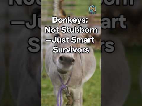 Donkeys: Not Stubborn—Just Smart Survivors