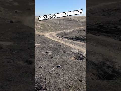 Ground Squirrels cause immense damage to the landscape when left unchecked! Recent burn shows damage