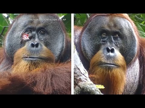 Wild orangutan seen treating his wound with medicinal plant - a first in wild animals
