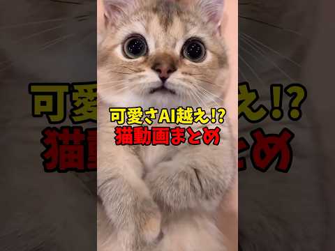 猫の動画サムネイル - AIなんて目じゃないぜ！ #猫 #cat #cats #cute