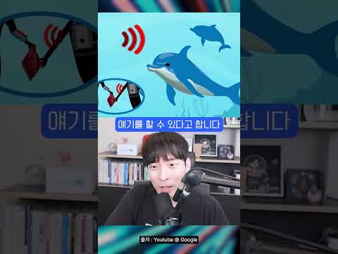 AI로 돌고래랑 대화 가능?? #shorts