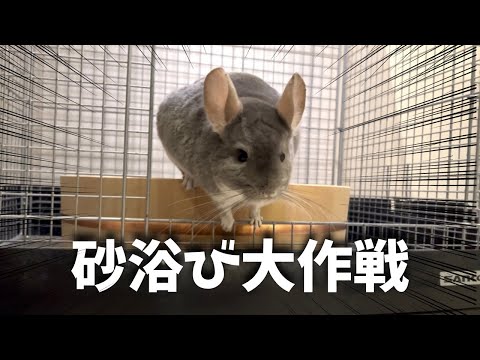 チンチラ砂浴び大作戦を決行します
