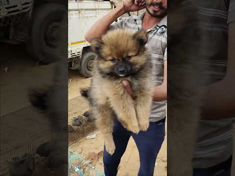 Pushkar mele mein aapko milenge dog ki breed 🤗 #viral #dogs #dogs