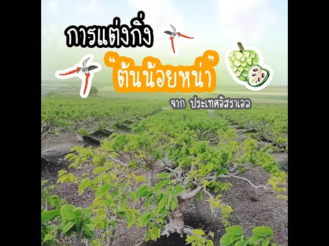 แต่งกิ่งต้นน้อยหน่า แต่งกิ่งต้นน้อยหน่า