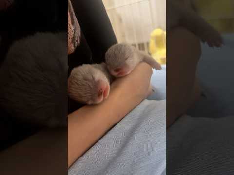 カワウソの赤ちゃんが生まれました🤱 #shorts