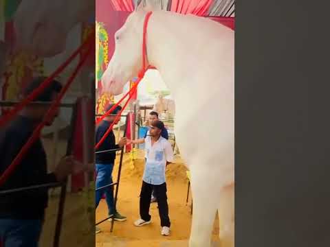 This Horse price you buy a Royce Royal  ll This horse in Rajasthan Pusker mela