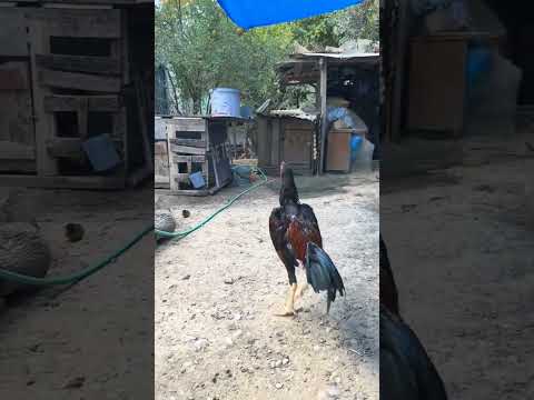 #aseelmurga #assel #chickenbreeds #birds #roosterfarm #rooster #roosterchicken #animals