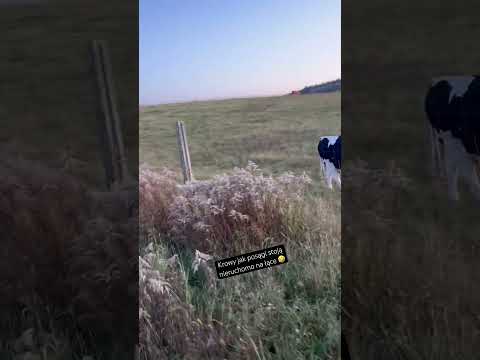 Zamurowało je 🤣😂🤣 #konie #horse #krowy #cow