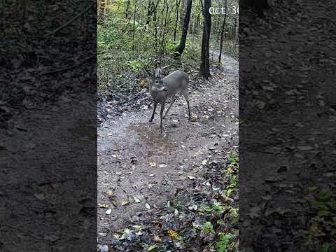 Big Buck With a Unique Rack Caught on Trail Cam | Amazing Morning Deer Sighting!#shorts