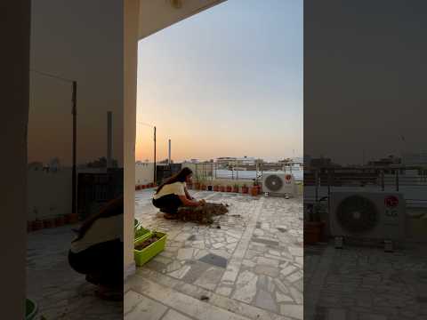 My *Daily hours* in terrace garden 🪴👍 #shorts #ytshorts #gardening