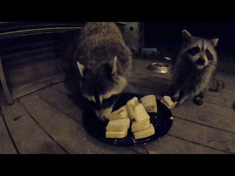 Baby Raccoons eat peanut butter sandwiches