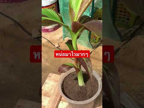 หน่อมาเร็วมากๆ-ชำแค่-14-วัน หน่อมาเร็วมากๆ-ชำแค่-14-วัน