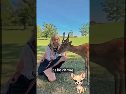 Ciervo ZOMBI, ciervo VAMPIRO, datos impresionantes de los ciervos 😱 #shorts #curiosidades #ciervo
